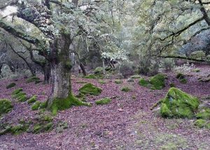 Ruta El Colmenar - Puerto de los Peñones - Garganta de los Charcones - Puerto Mojón de la Víbora (Cortes de la Frontera)