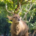¿Qué es la Berrea de la Sierra de Málaga?