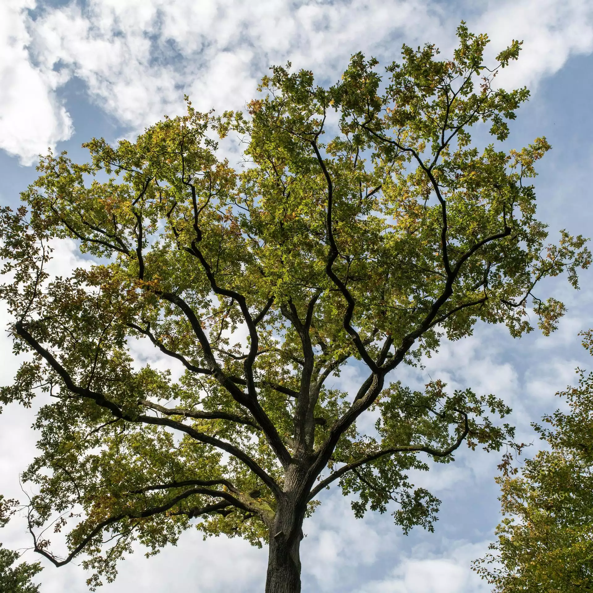 árbol